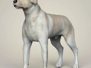 Dog breeds collection 3D Model