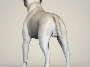 Dog breeds collection 3D Model