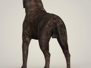 Dog breeds collection Model 3D