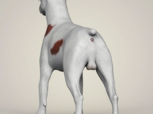 Dog breeds collection Model 3D