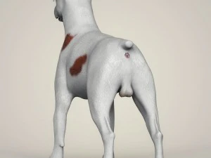 Dog breeds collection 3D Model