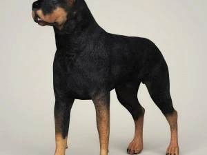 Dog breeds collection 3D Model
