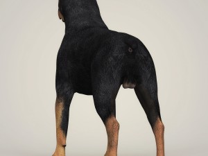 Dog breeds collection Model 3D