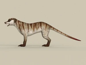 game ready meerkat 3D Model