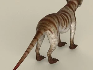 game ready meerkat 3D Model