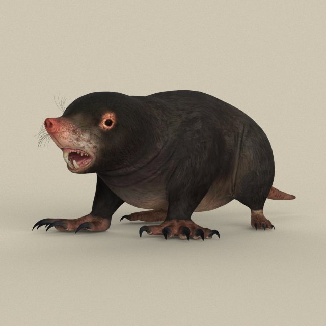game ready mole 3D Model .c4d .max .obj .3ds .fbx .stl .blend 