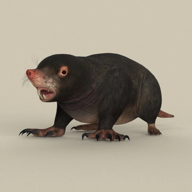 game ready mole 3D Model .c4d .max .obj .3ds .fbx .stl .blend 