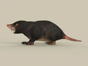 game ready mole 3D Model