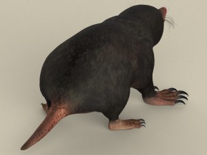 game ready mole 3D Model