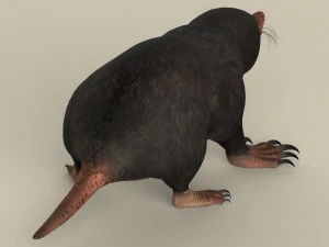 game ready mole 3D Model