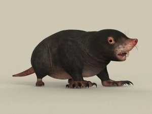 game ready mole 3D Model