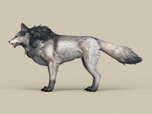 game ready wolf 3D 模型