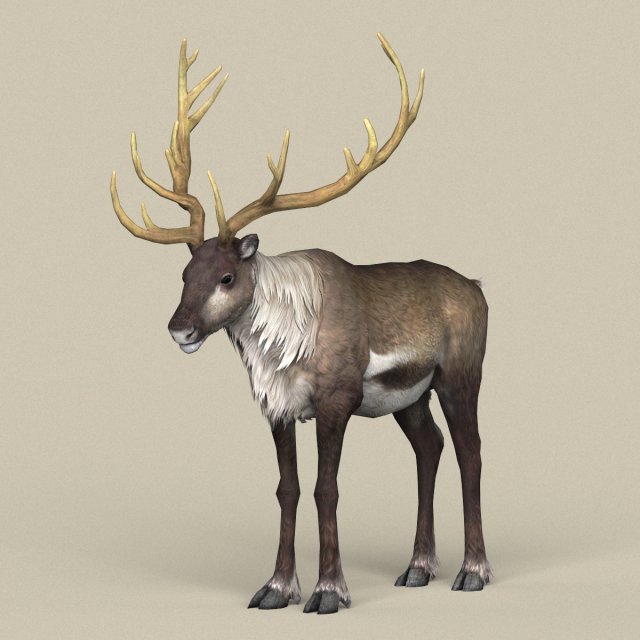 game ready reindeer 3D 모델 .c4d .max .obj .3ds .fbx .stl .blend 