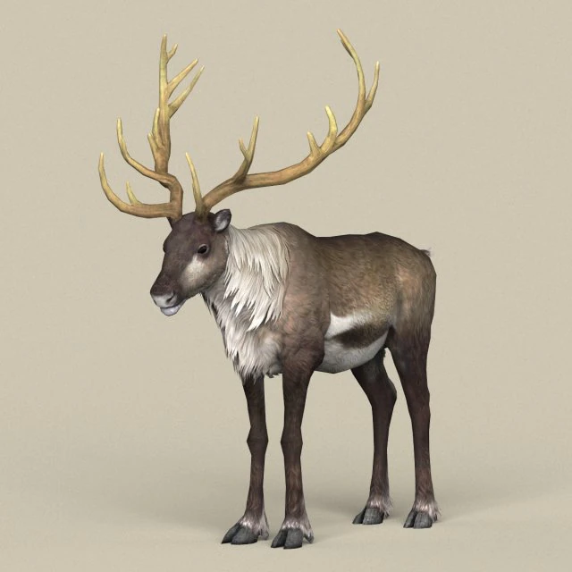 game ready reindeer 3D Model .c4d .max .obj .3ds .fbx .stl .blend