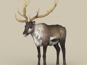 game ready reindeer 3D Модель