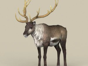 比赛准备好的驯鹿 3D 模型