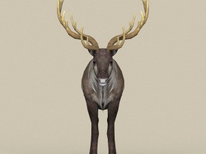 game ready reindeer 3D 모델
