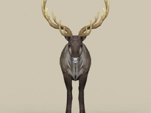 game ready reindeer 3D Model