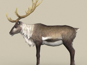 game ready reindeer 3D 모델