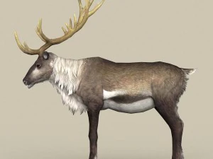 game ready reindeer 3D Model