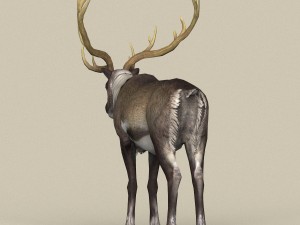 game ready reindeer 3D 모델