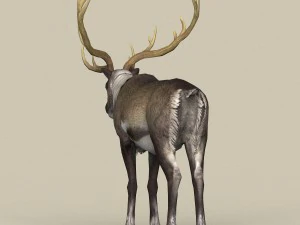 game ready reindeer 3D Model