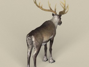 game ready reindeer 3D 모델