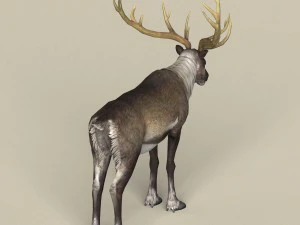 game ready reindeer 3D Model