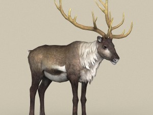 game ready reindeer 3D 모델