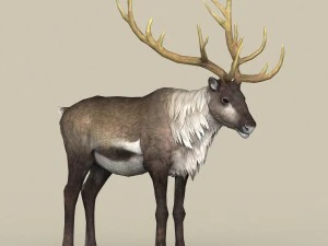 game ready reindeer 3D Model