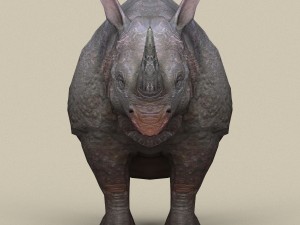 game ready rhinoceros Model 3D