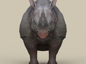 game ready rhinoceros 3D Model