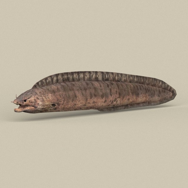 game ready moray fish 3D Модель .c4d .max .obj .3ds .fbx .stl .blend 