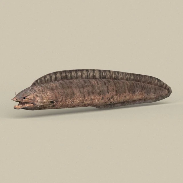 game ready moray fish 3D Model .c4d .max .obj .3ds .fbx .stl .blend 