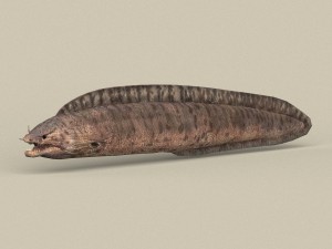 game ready moray fish 3D Model