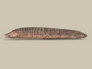 game ready moray fish 3D Model