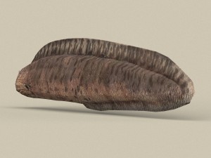 game ready moray fish 3D Модель