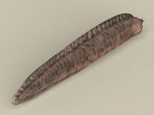 game ready moray fish 3D Модель