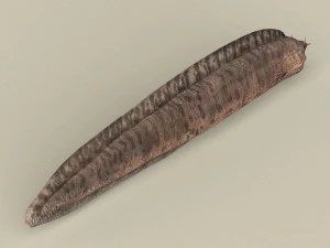 game ready moray fish 3D Model
