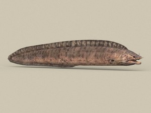 game ready moray fish 3D Модель