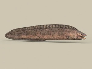 game ready moray fish 3D Model