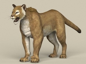 game ready puma 3D Модель
