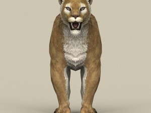 game ready puma 3D Model
