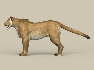 game ready puma 3D Model