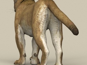 game ready puma 3D Model