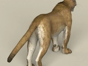 game ready puma 3D Model
