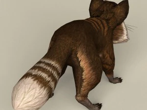 game ready raccoon 3D Model