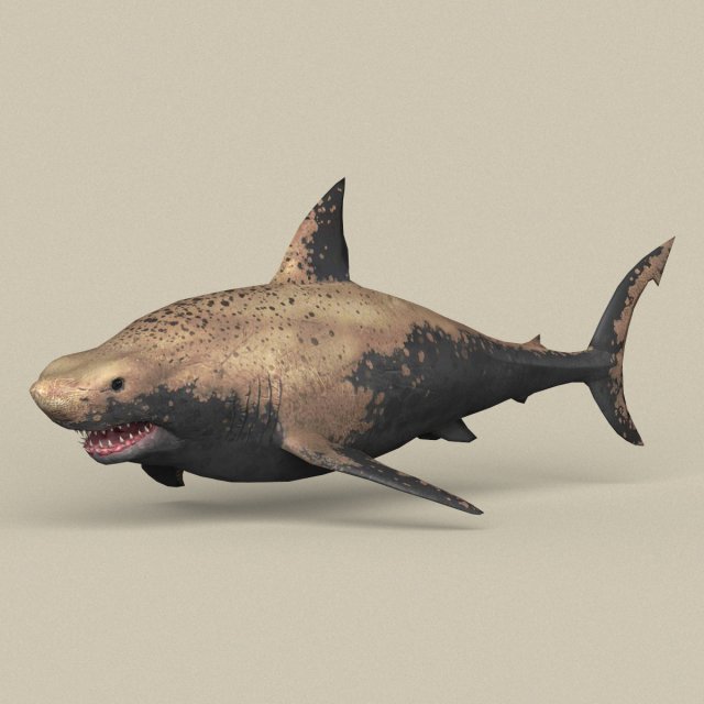game ready shark Model 3D .c4d .max .obj .3ds .fbx .stl .blend 