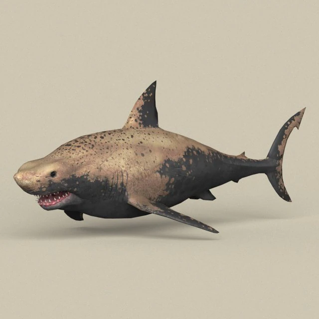 game ready shark 3D Model .c4d .max .obj .3ds .fbx .stl .blend 