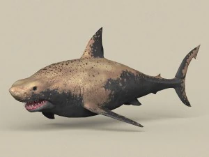 ゲーム準備完了のサメ 3Dモデル